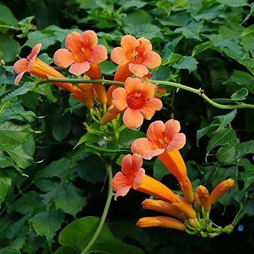 CHUXAY GARDEN Trumpet Vine-Dark Red Hummingbird Campsis Radicans 20 Seeds Rare Privacy Plant Easily Grow Care Ornamental Grass