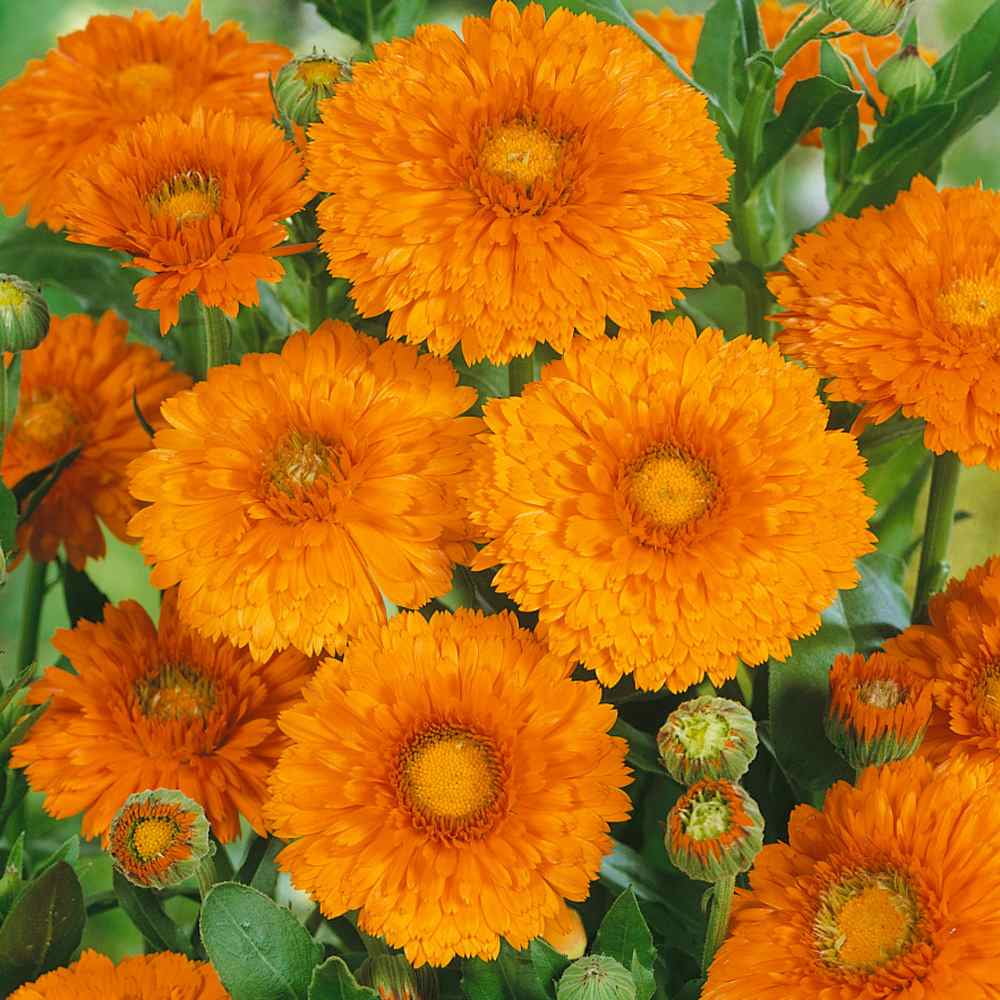 Pot Marigold Seeds Drought Resistant Calendula Officinalis Geisha Girl Flower Seed - 2000 Seeds