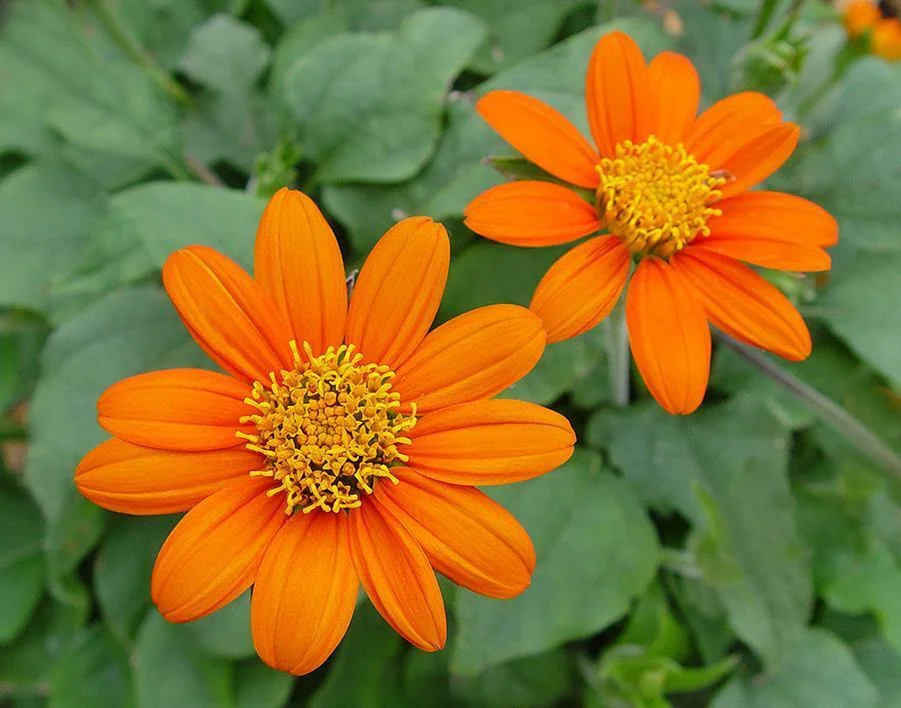 Mexican Sunflower Seeds, Orange, Tithonia, Attract Butterflies, Daisy-Like Bloom, 5500 Seeds or 2 OZ