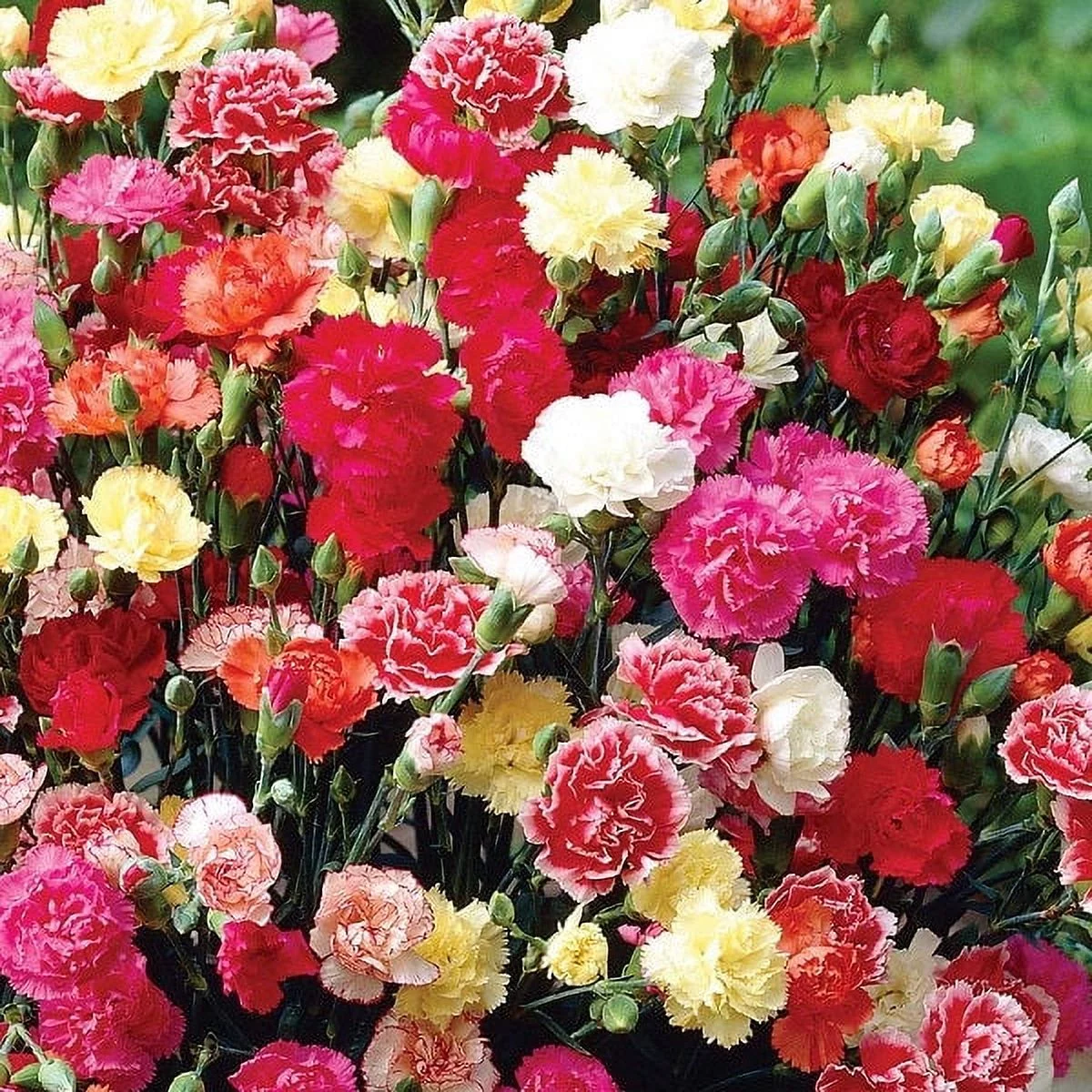 Carnation Seeds - Chabaud Mix - 1 Ounce - Red/White/Pink Flower Seeds,  Heirloom Seed  Attracts Bees, Attracts Butterflies, Attracts Pollinators, Edible, Fragrant, Container Garden