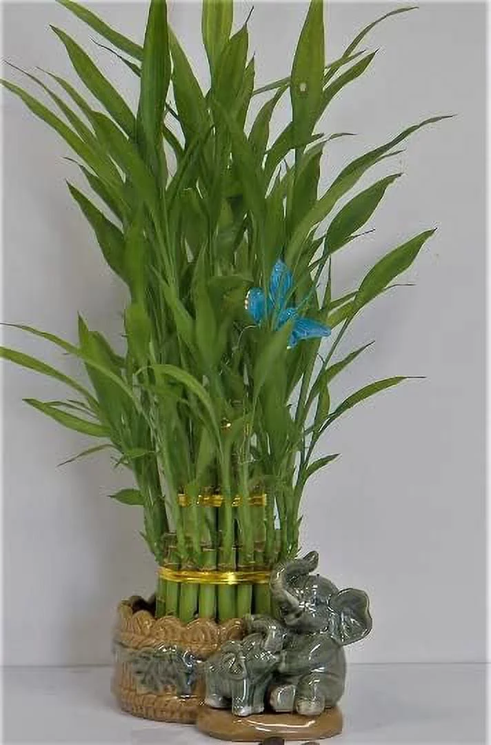 3 Layers Tower Lucky Bamboo with Elephant Set Ceramic Pot
