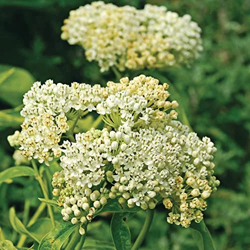 CHUXAY GARDEN White Swamp Milkweed-Asclepias Incarnata,Asclepias Perennis,Rose Milkweed,Swamp Silkweed 25 Seeds Butterflies Like It Herb Perennial Plant Unedible