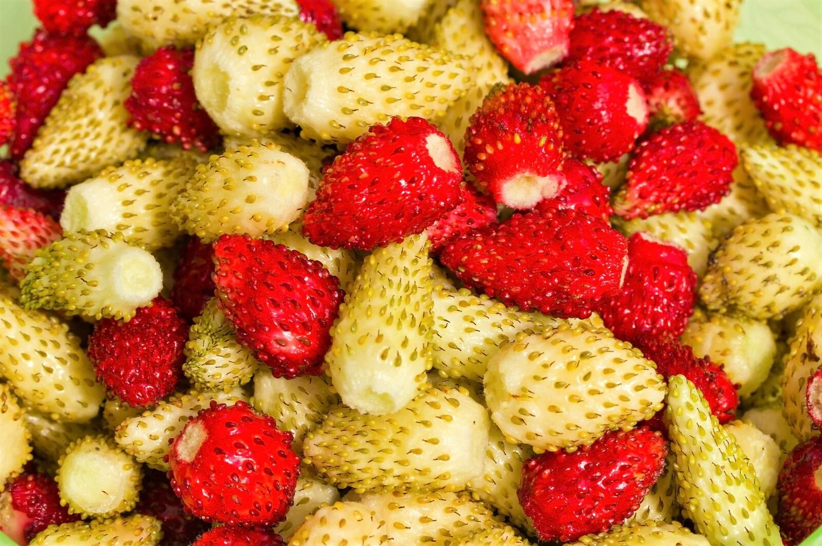 100 YELLOW WONDER STRAWBERRY Everbearing Heirloom Fragaria Vesca Fruit Seeds