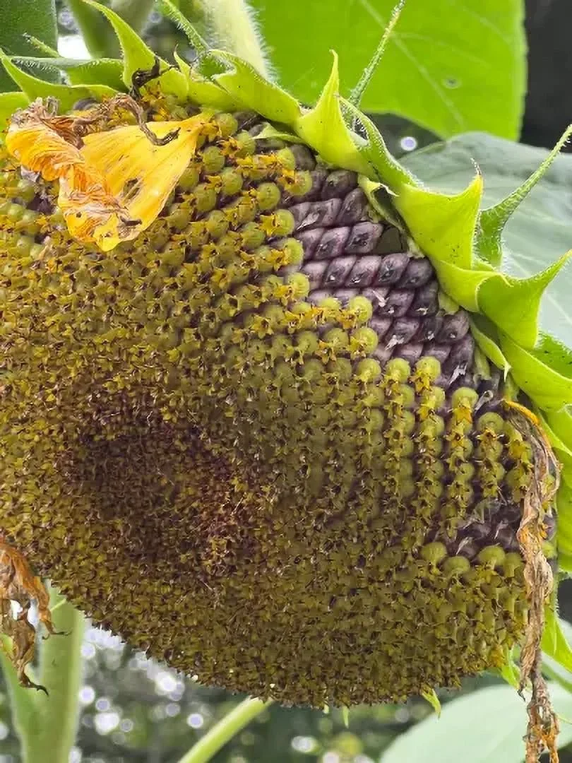 20 Giant Hybrid American- sunflower Seeds #12