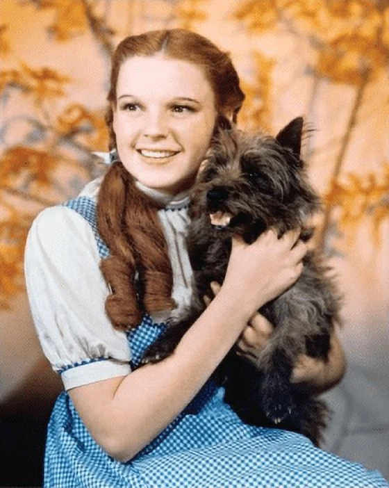 DIY 5D Round Full Drill Art Perfect for Relaxation and Home Wall Decor，Diamond Painting Kits for Adults,(The Wizard of Oz 12x16inch)