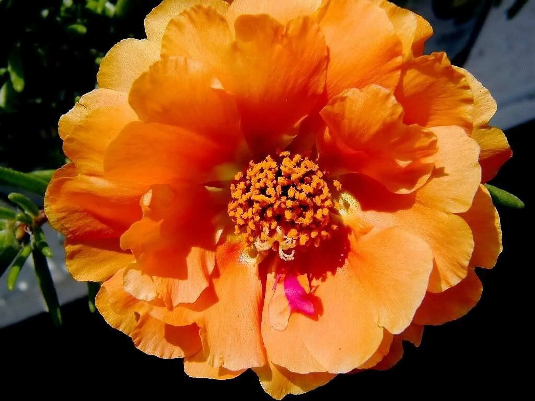 100 ORANGE PORCA Moss Rose Porca Grandiflora Flower Seeds *Comb S/H