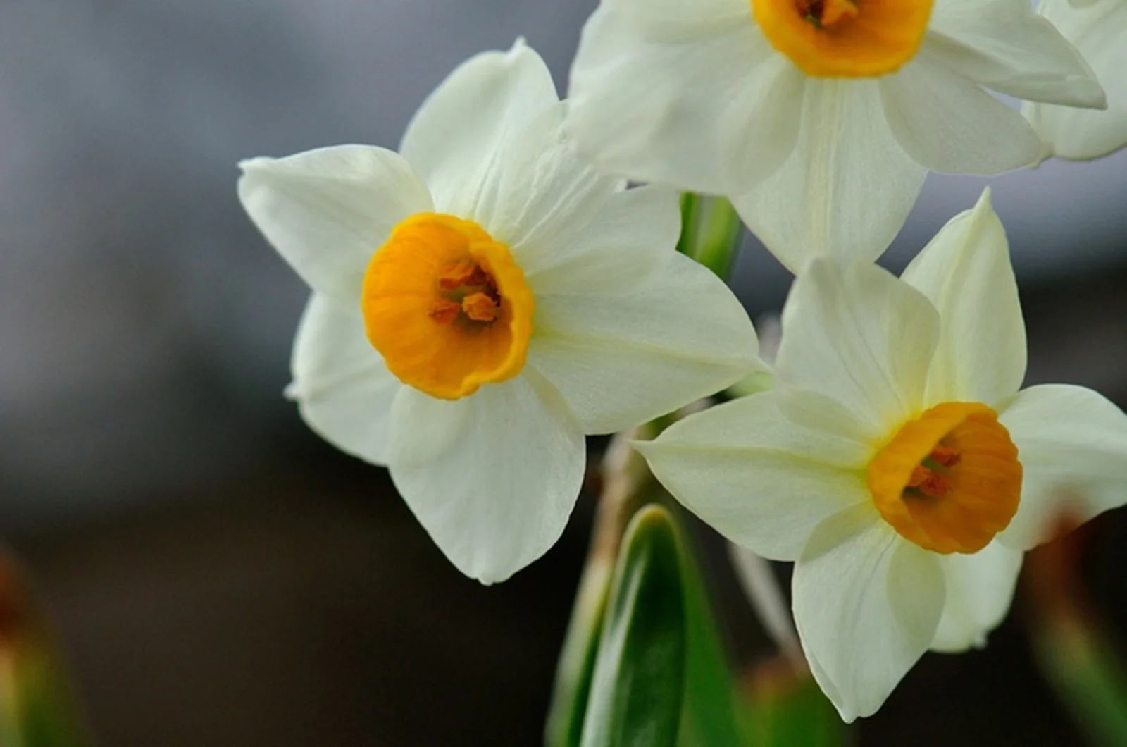 Narcissus Bulbs, Daffodil Plant,Perennial Plants,Beautiful Flowers, Indoor Bulbs,Crystal Clear, Daffodil Bulbs ,Narcissus Bulbs For Sale