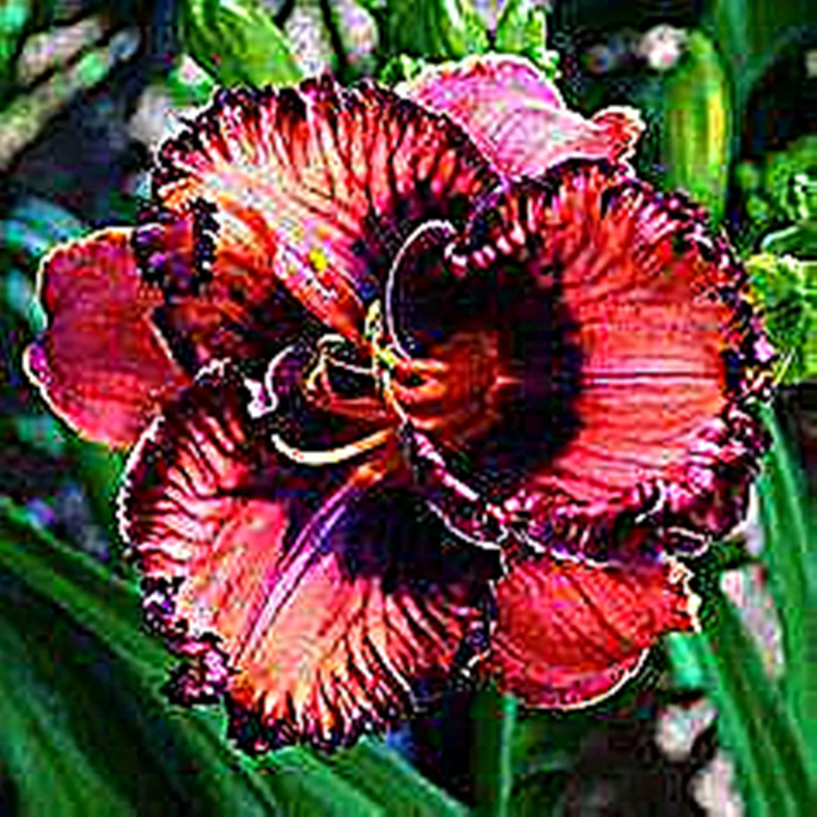 Daylily Bulbs, Wild Daylilies, Vigorous Vitality, Perennial Bulb Plants Seasonal Flowers, Gardens, Flower Pots，Daylily Roots，Daylily Plant ，Daylilies Bulbs For Sale