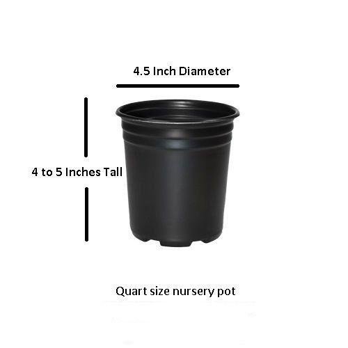 Bundle of 4 Muskogee Crepe Myrtle Trees - Purple Blooms - Quart Containers - FIBROUS Root System - Crape Myrtle Guy - Live Plants