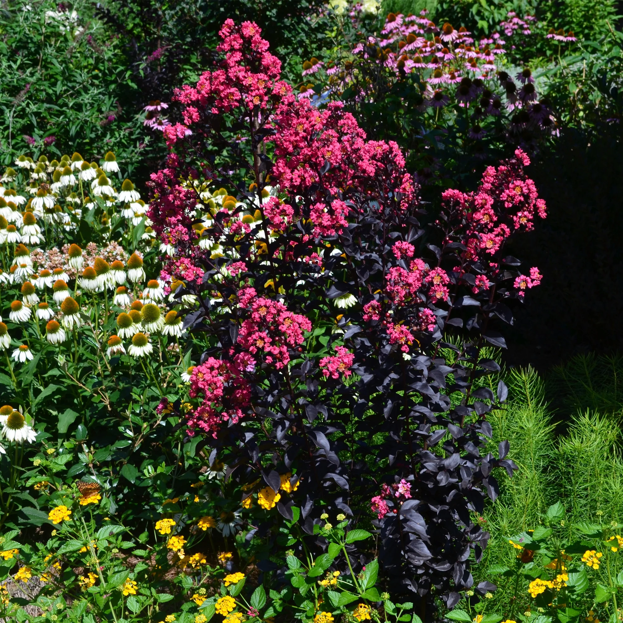 First Editions Midnight Magic Crape Myrtle Live Shrubs (2 Gallon)