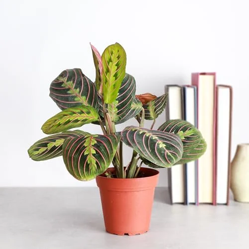 Thorsen's Greenhouse Red Maranta, Live Indoor Plant, Prayer Plant, Plastic Nursery Pot, 4