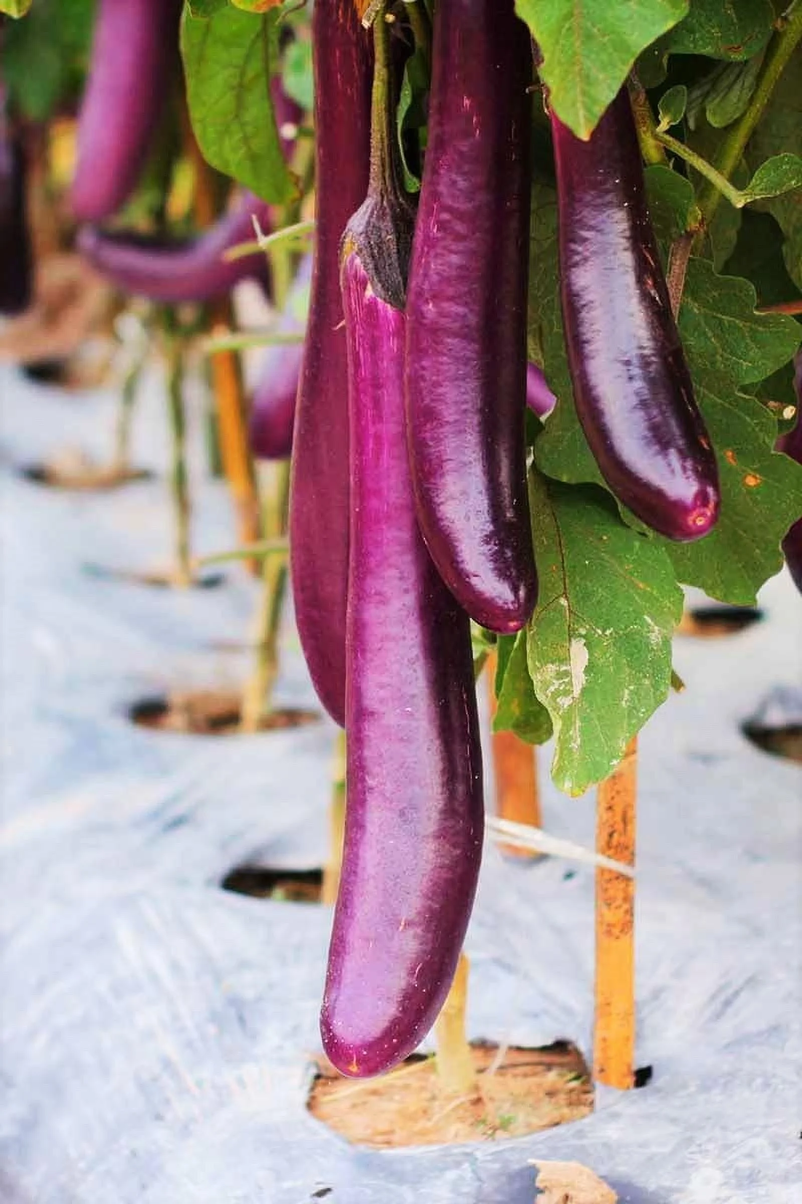 TomorrowSeeds - Chinese Eggplant Seeds - 200+ Count Packet - Purple Shine Long Asian Aubergine Ping Tung Japanese Eggplants Brinjal Asian Vegetable Seed For 2024