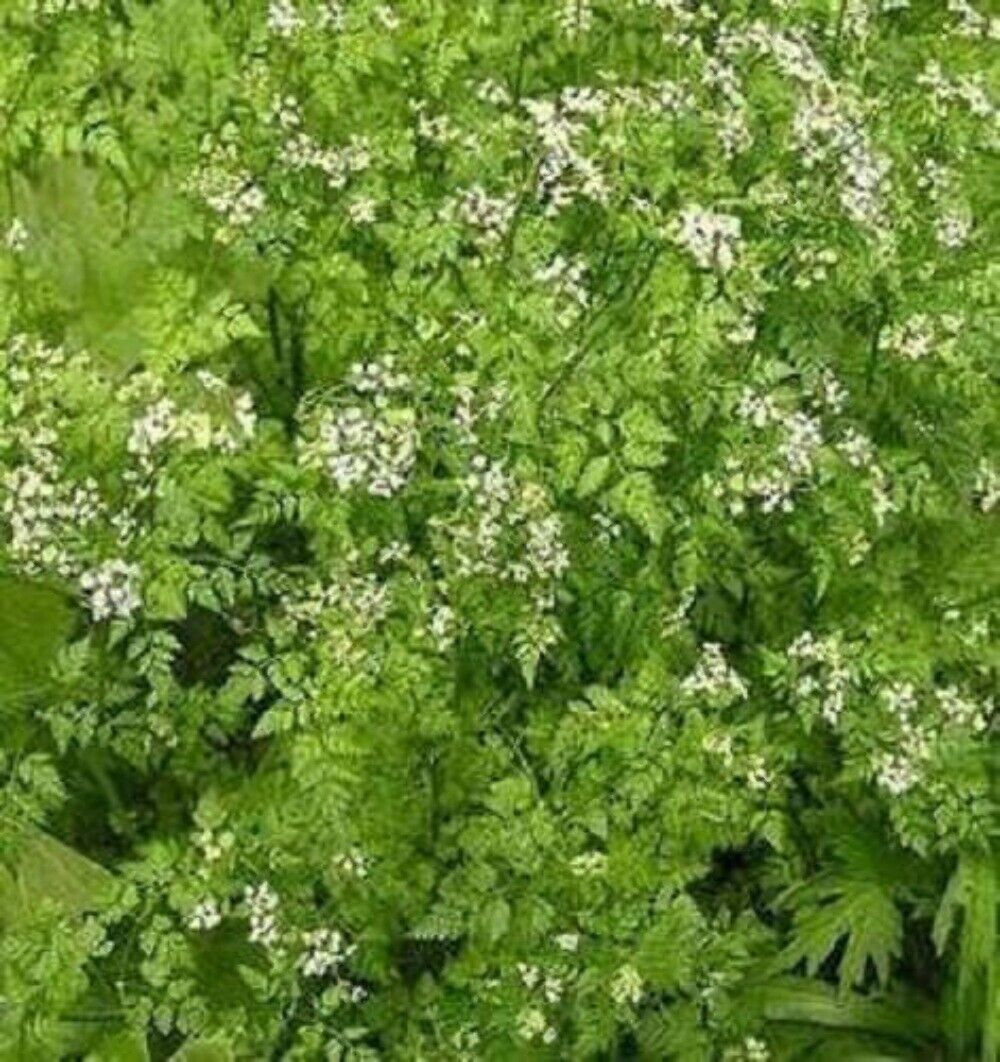 150 Garden CHERVIL (Gourmet Parsley) Anthriscus Cerefolium Herb Flower Seeds
