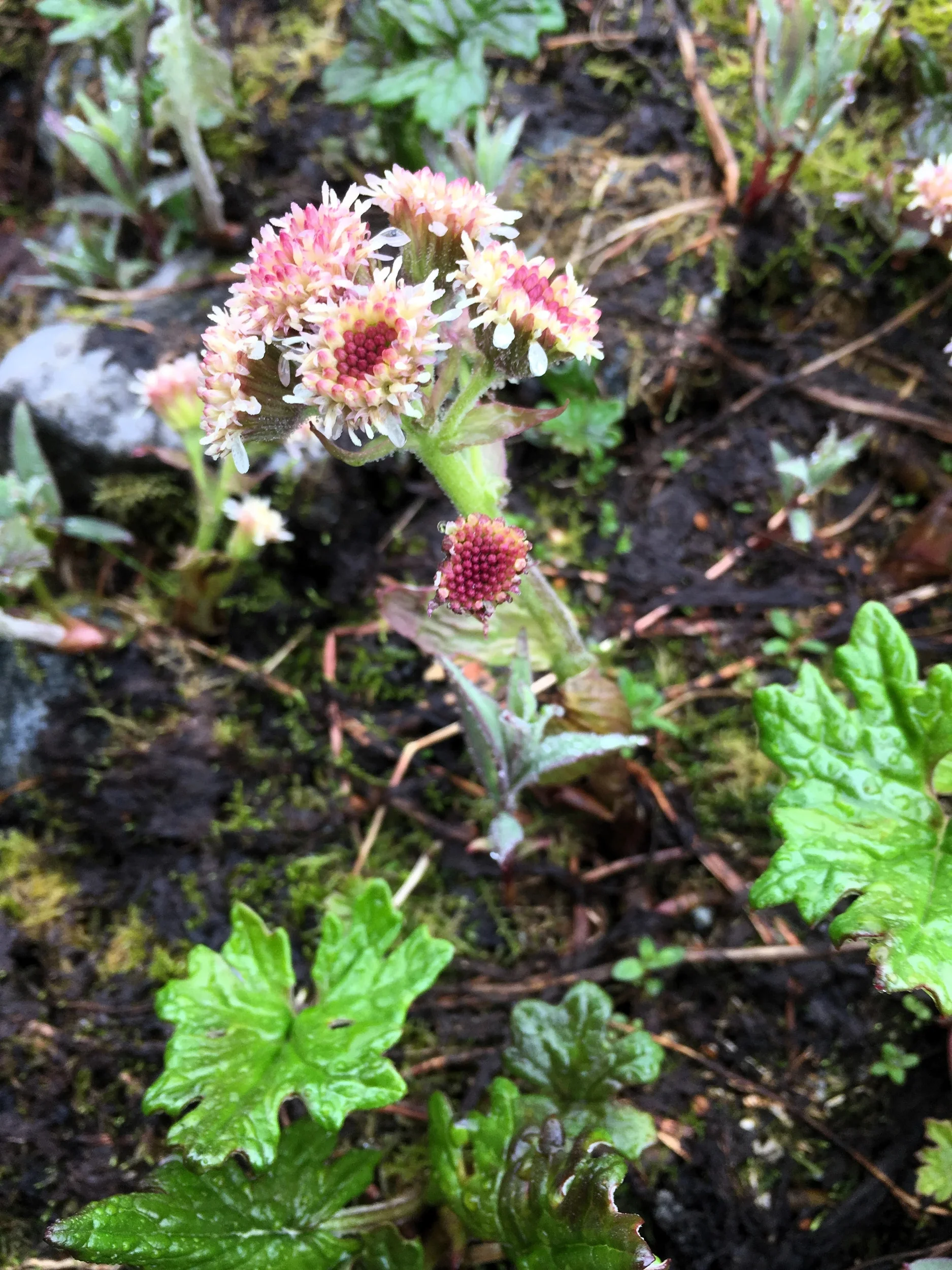 100 ARCTIC SWEET COLTSFOOT Petasites Frigidus Sun Shade Moist White Pink Flower Herb Seeds