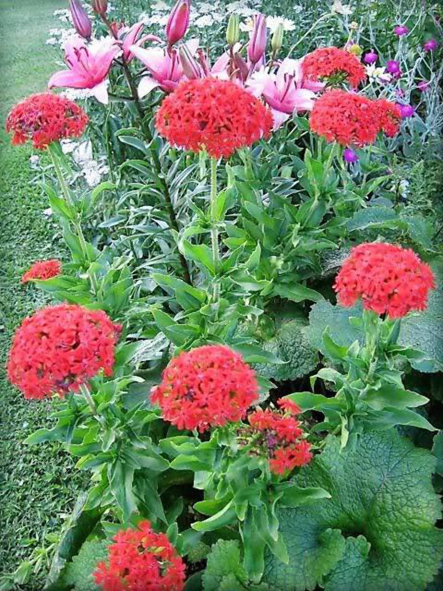 70 RED LYCHNIS Chalcedonica / Rose Campion / Catchfly Flower Seeds