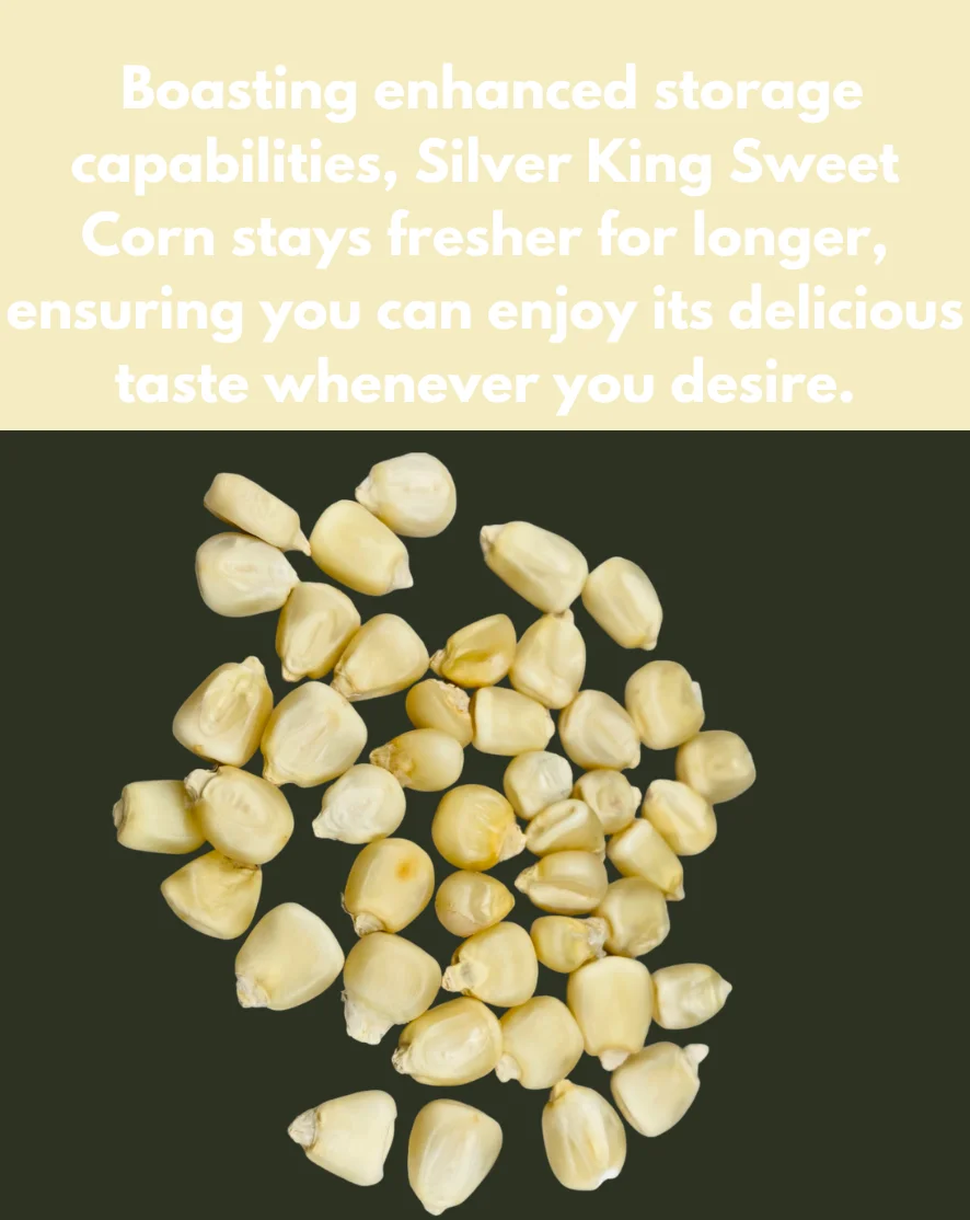 Browning Seed Sweet Corn Silver King White, 15gm Packet