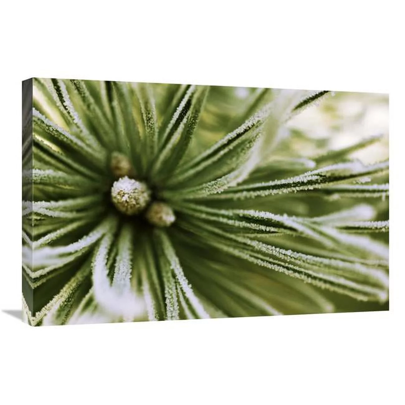 Global Gallery  20 x 30 in. Scotch Pine Close Up, Europe Art Print - Jan Vermeer