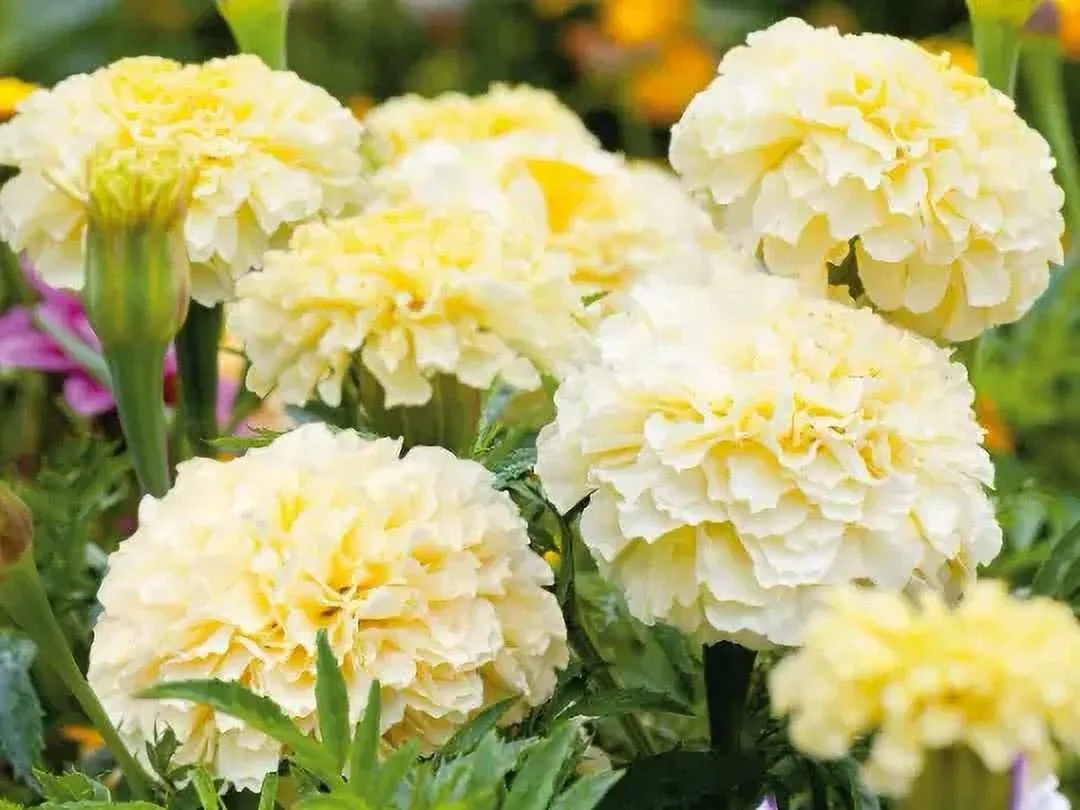 White Moonlight Marigold 50 Seeds