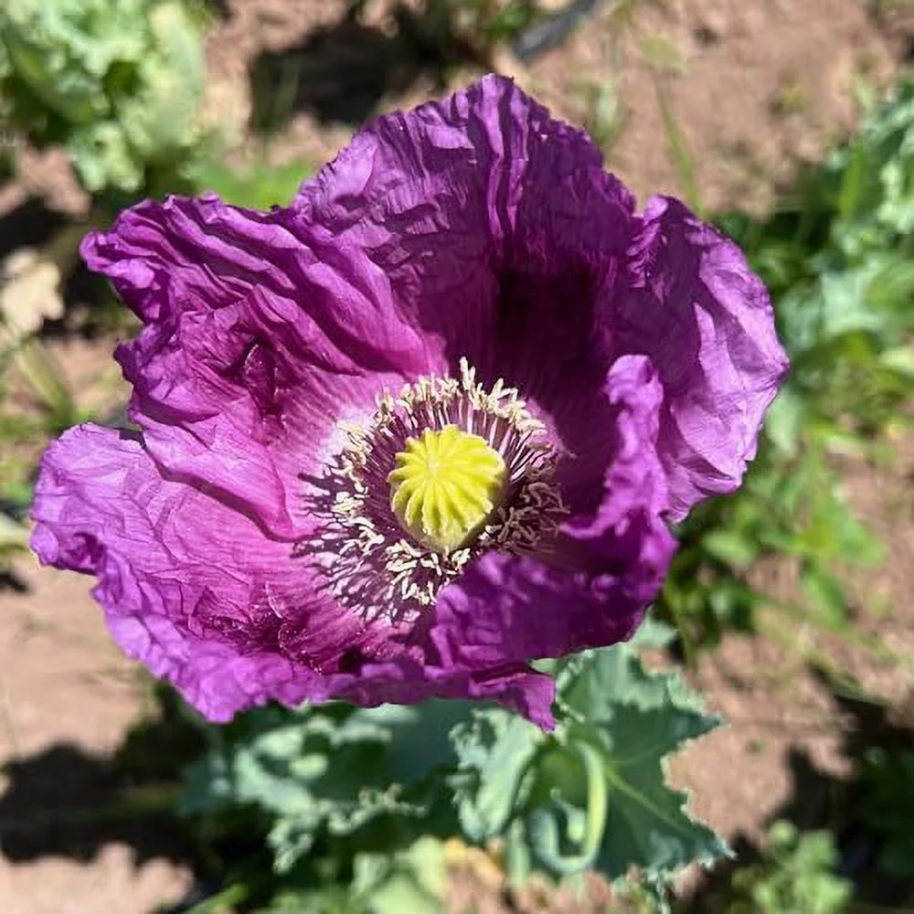 Hungarian Poppy (Papaver somniferum) Seeds - Pack of 250, Certified Organic, Non-GMO, Open Pollinated, Untreated Flower Seeds for Planting – from USA