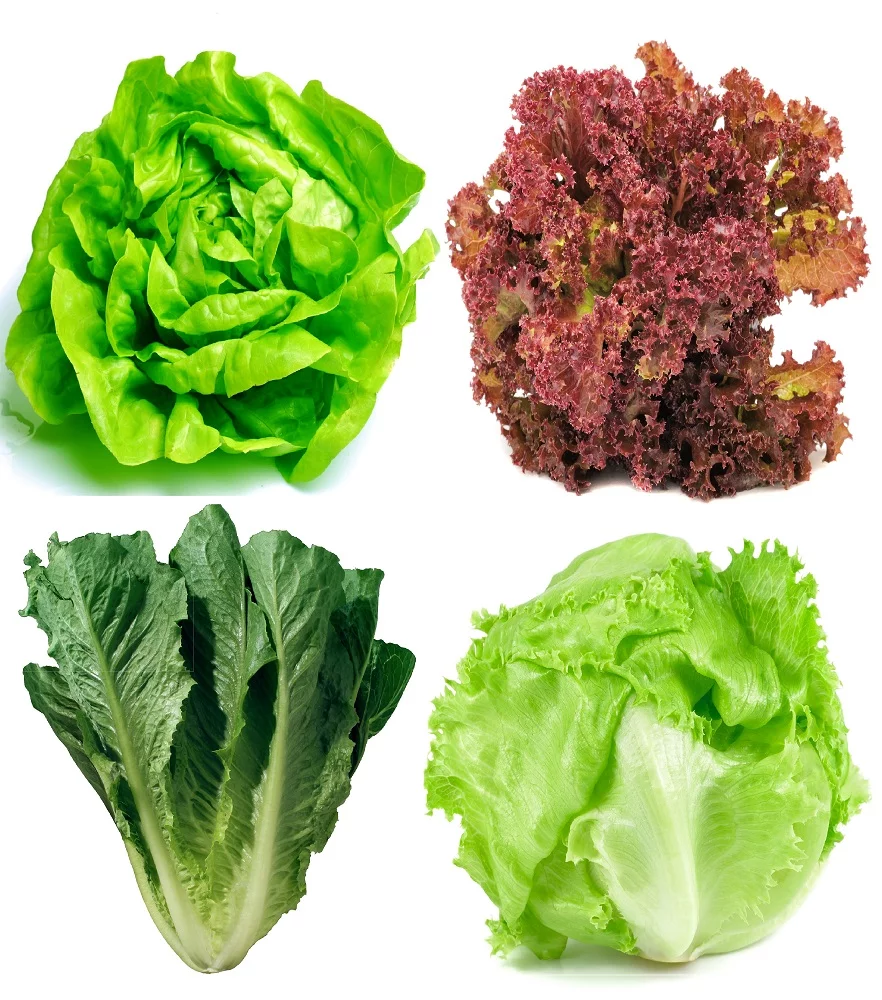 Lettuce Seeds Collection, 1000+ Heirloom, Non-GMO Seeds.  Buttercrunch, Crisphead, Parris Island, Lollo Rosso, Lactuca sativa.