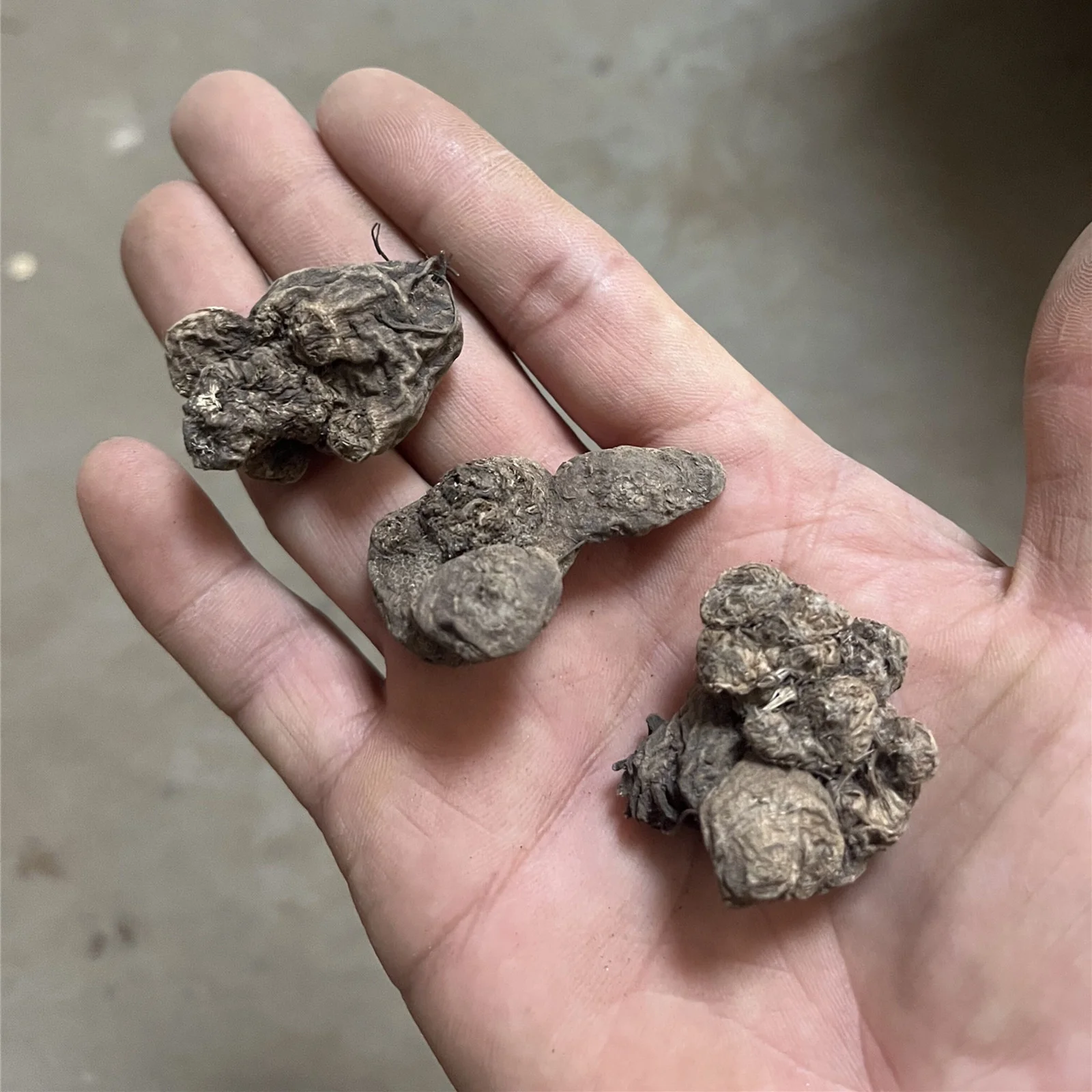 Anemone Bulbs, Flowers For All Seasons, Garden Bulbs,Perennials,  Many Flowers,Interior DecorationAnemone Bulbs For Sale