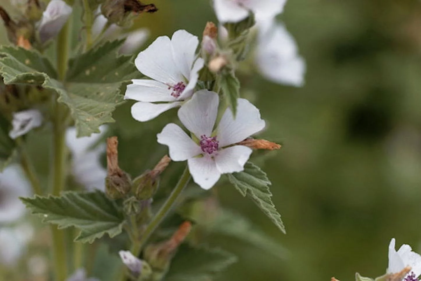 SEEDS = Marshmallow Plant- 20  Seed Pack  - Multi-use Plant - Shrub-Pale Pink to White Blossoms -Althaea Serendipity Seeds