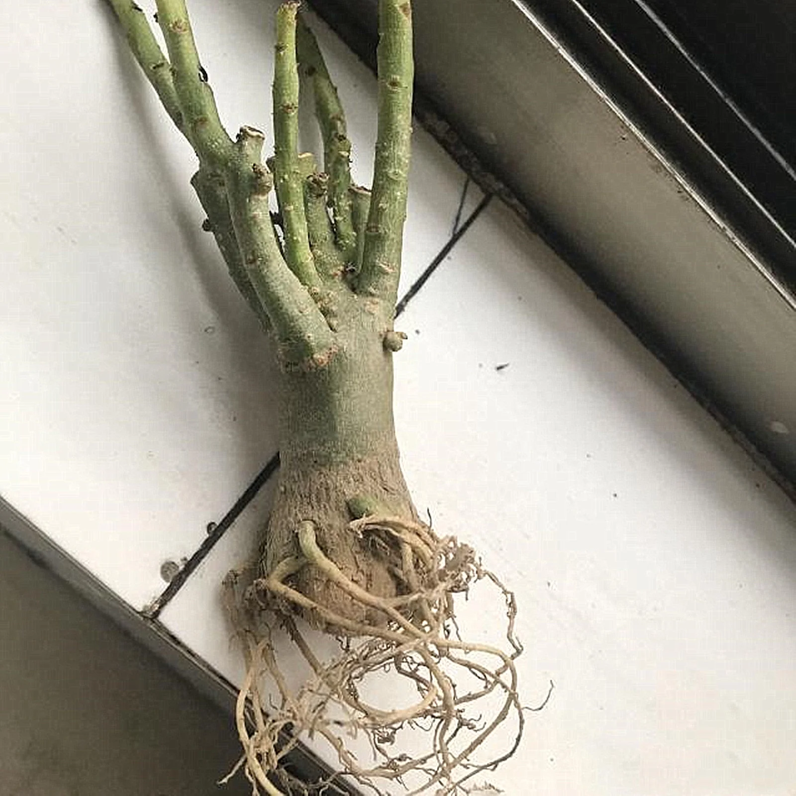 Desert Rose Bulbs, Beautiful Trees, Blooming Continuously,Potted Balcony,Blooming,Potted Plant Outdoor, Drought Tolerant,Desert Rose Bulbs For Sale