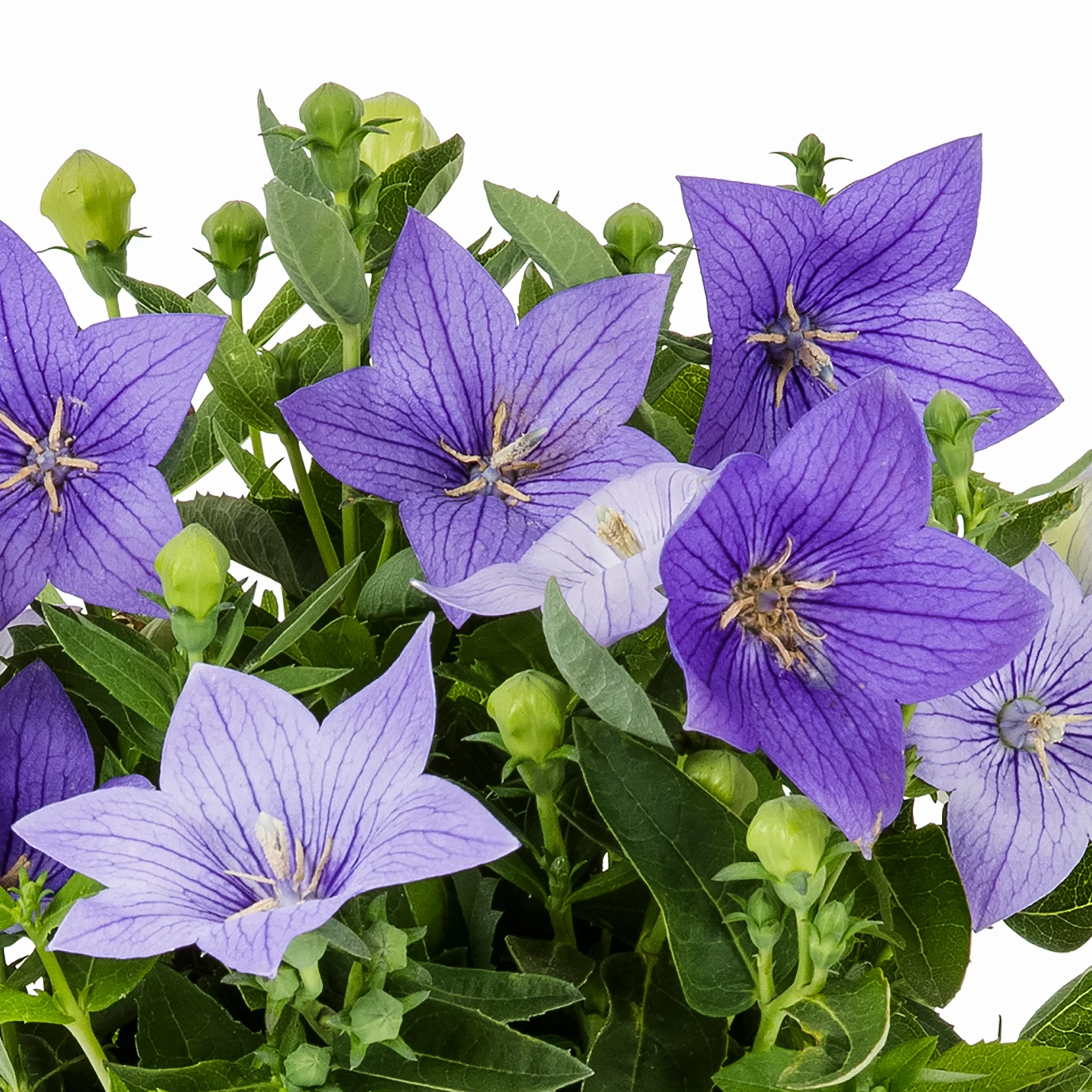 Expert Gardener 2.5QT Multicolor Platycodon Live Plants with Grower Pot