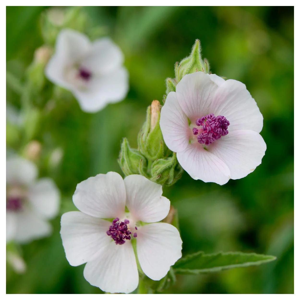 Everwilde Farms - 150 Marsh Mallow Garden Flower Seeds - Gold Vault Jumbo Bulk Seed Packet