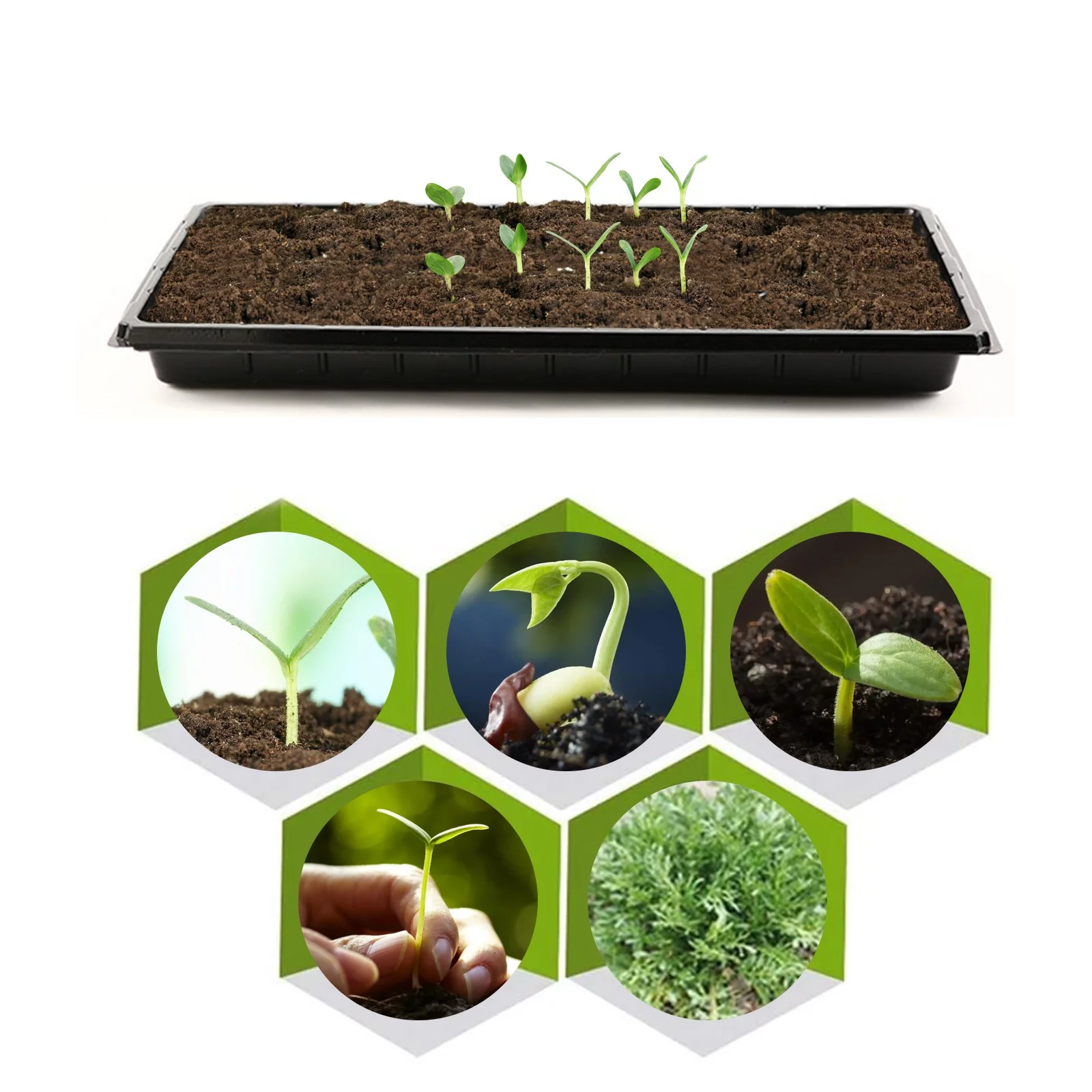 Strong Starting Growing Trays (Without Holes) - Durable, Reusable