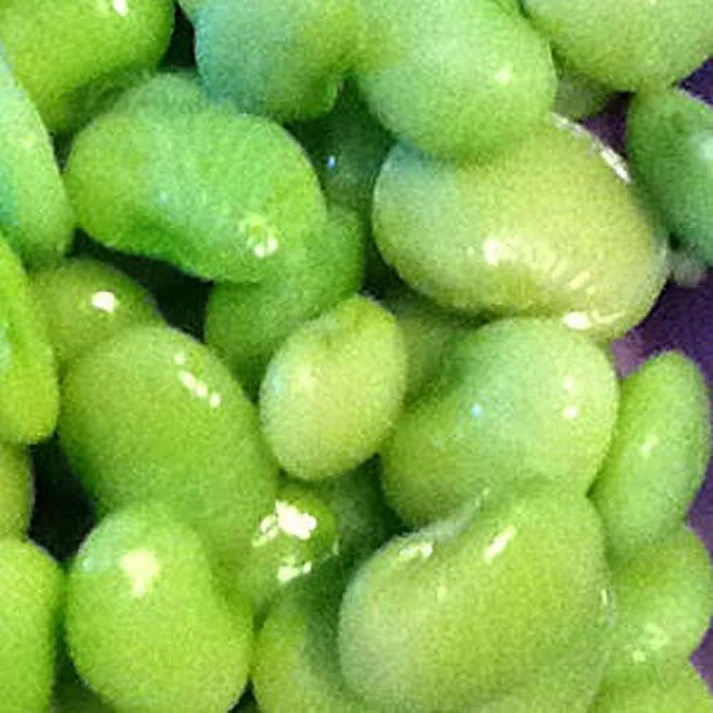 -Very Vigorous And Productive-And Ohhh.The Taste(300 - Seeds)