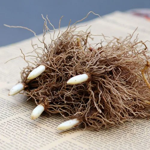 Lily Of The Valley Plant Lily Of The Valley Bulbs Lily Of The Valley Bulbs For Sale  Lily Of The Valley Bulbs For Planting Simple Planting Garden Decoration