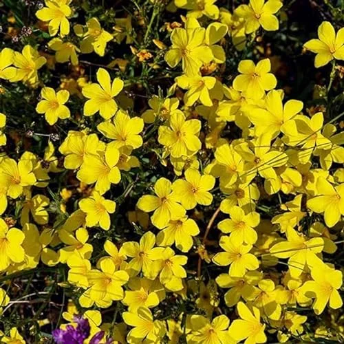 CHUXAY GARDEN Golden Common Flax Seeds for Planting Linum Usitatissimum,Linseed Oil Plant 30 Seeds Annual Herb Plant Yellow Flower Seeds High Germination Rate Fast Growing Non-GMO Outdoor