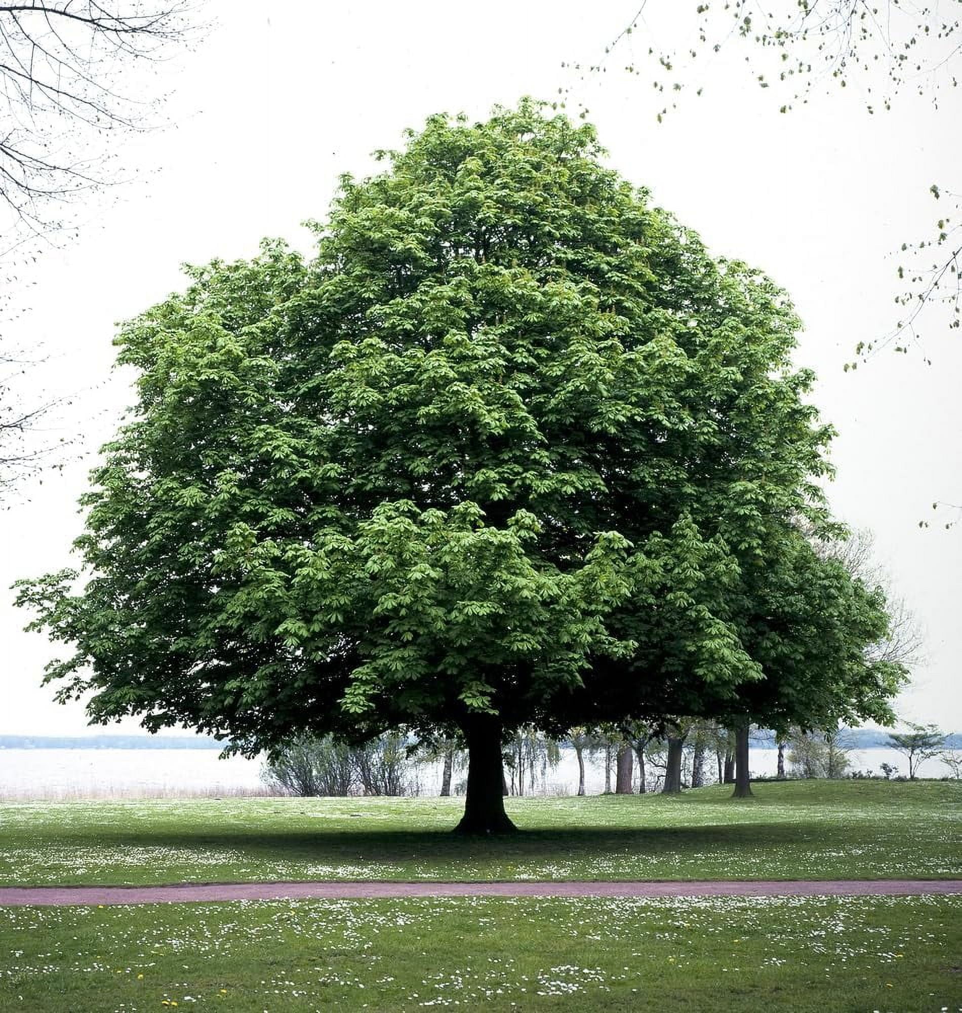 Ohio Buckeye Tree Seedlings for Planting - No Ship to California (3 Seedlings)