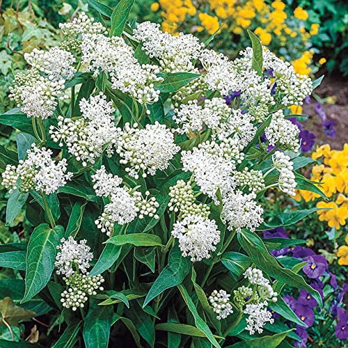 CHUXAY GARDEN White Swamp Milkweed-Asclepias Incarnata,Asclepias Perennis,Rose Milkweed,Swamp Silkweed 25 Seeds Butterflies Like It Herb Perennial Plant Unedible