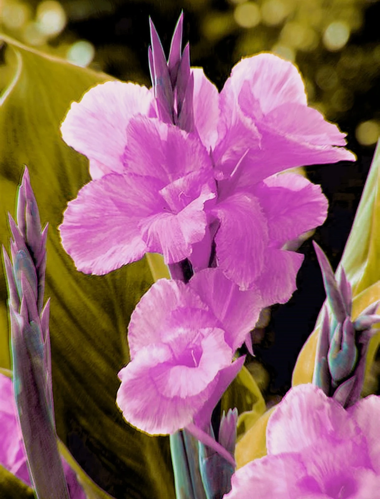 Canna Bulbs, Grows Vigorously, Easy For Gardeners To Plant, Canna Lily Bulbs. Herbaceous Perennial With Bright Flowers, Canna Lily Bulbs For Planting, Large Leaves Used In Gardens And Home Gardens.