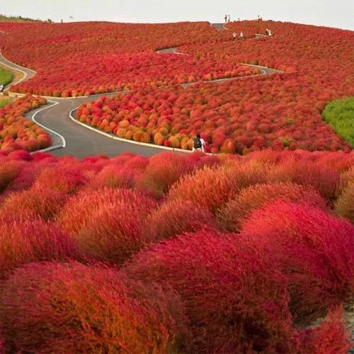 Outsidepride Burning Bush Kochia Trichophylla Plant Seed - 10000 Seeds