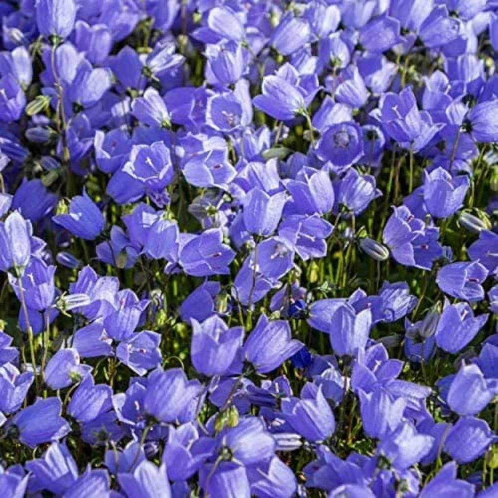 CHUXAY GARDEN 200 Seeds Campanula Carpatica Seed,Tussock Bellflower,Carpathian Harebell Blue Lovely Flowers Low-Growing Perennial Flowering Plant High Germination Rate