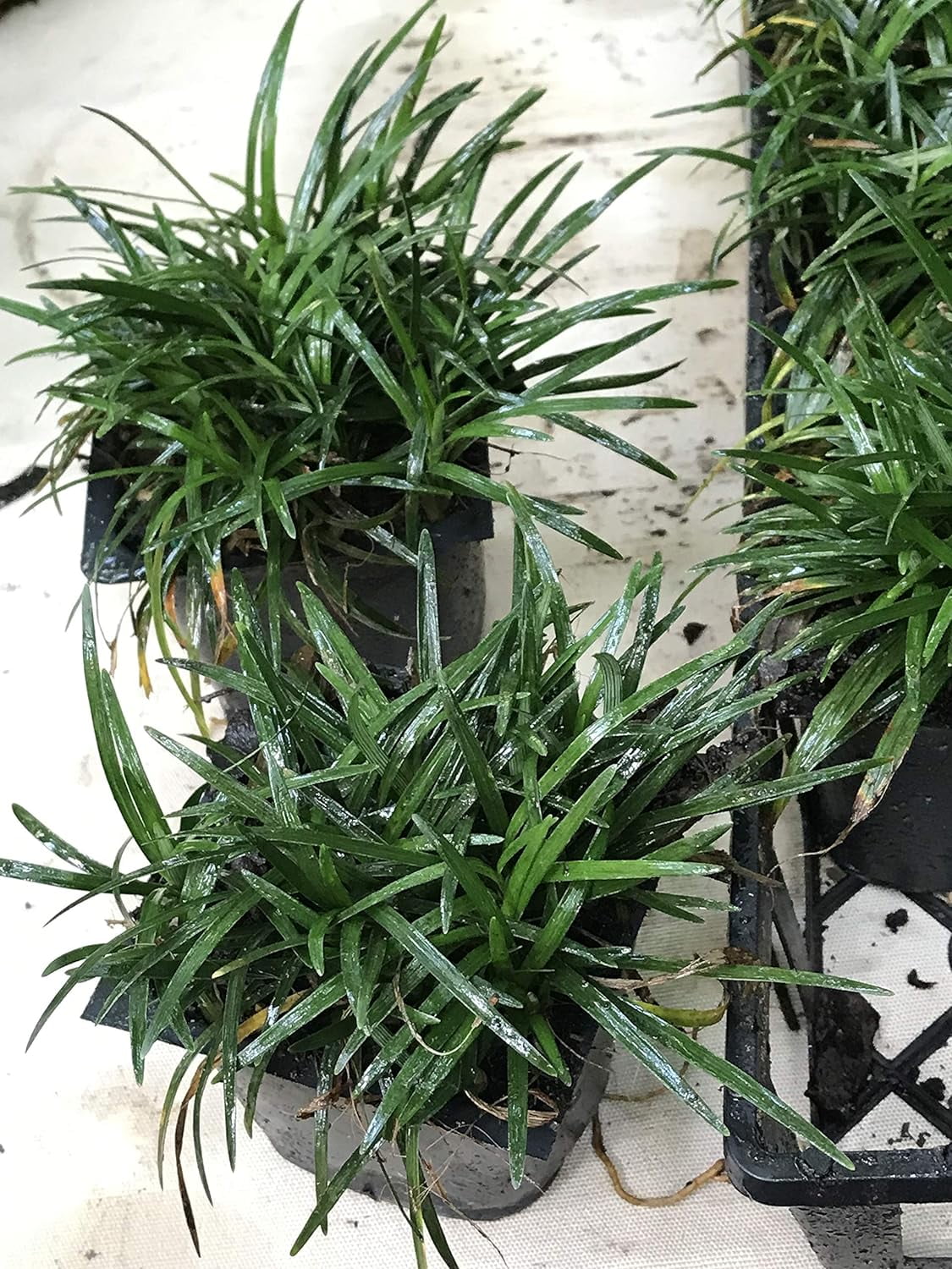 Dwarf Mondo Grass (Ophiopogon japonicus 'Nana') 18 Count Flat, 3.5