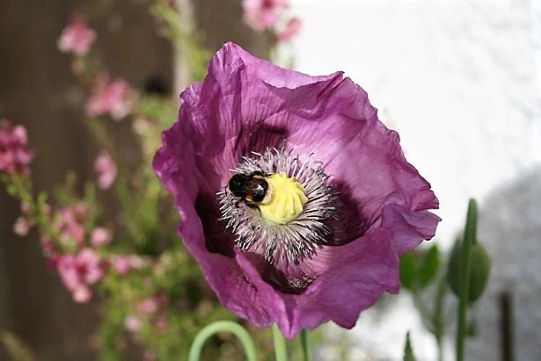 1000 HUNGARIAN BREADSEED POPPY Papaver Somniferum Purple Blue Flower Seeds