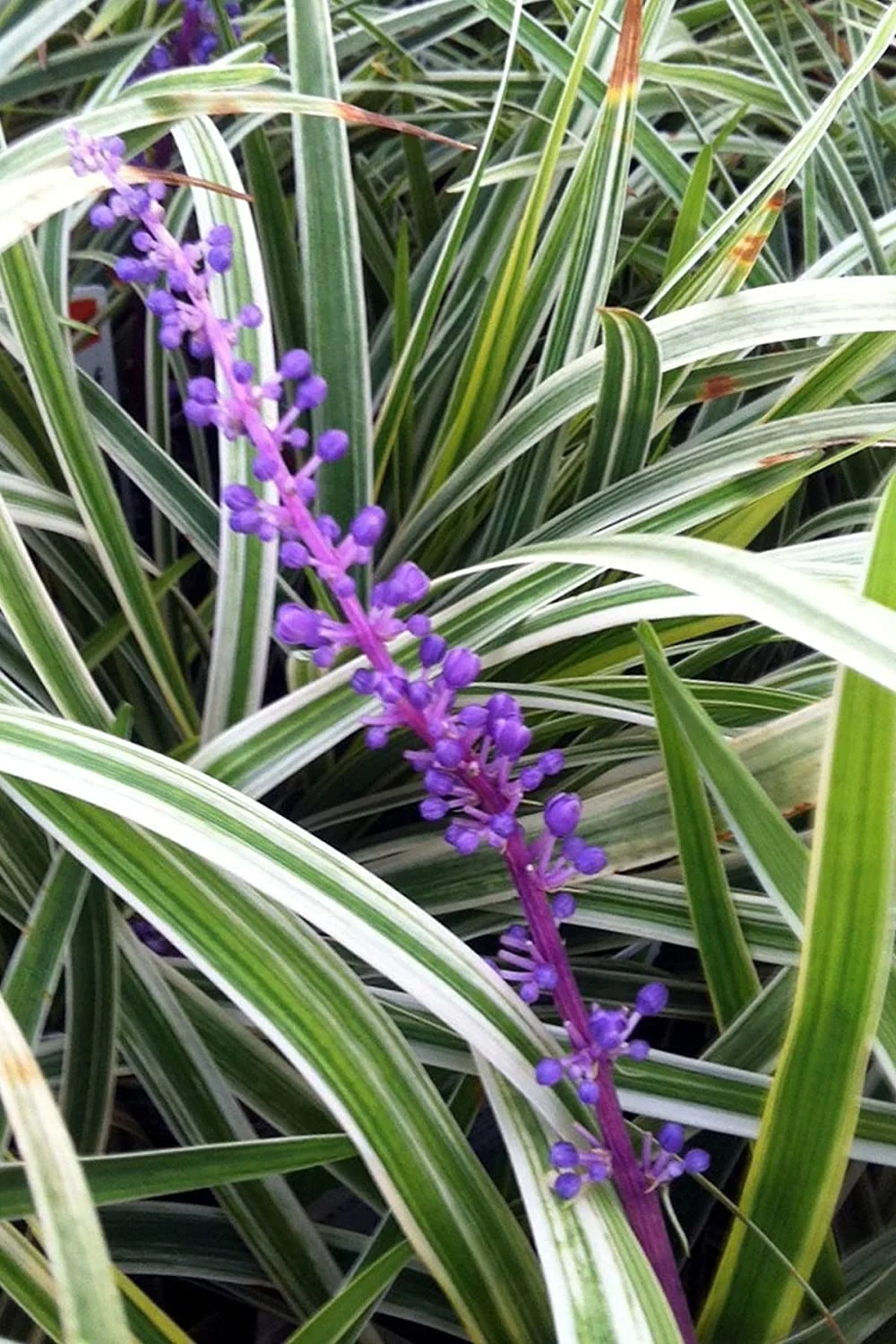 Liriope Variegated in 3.25