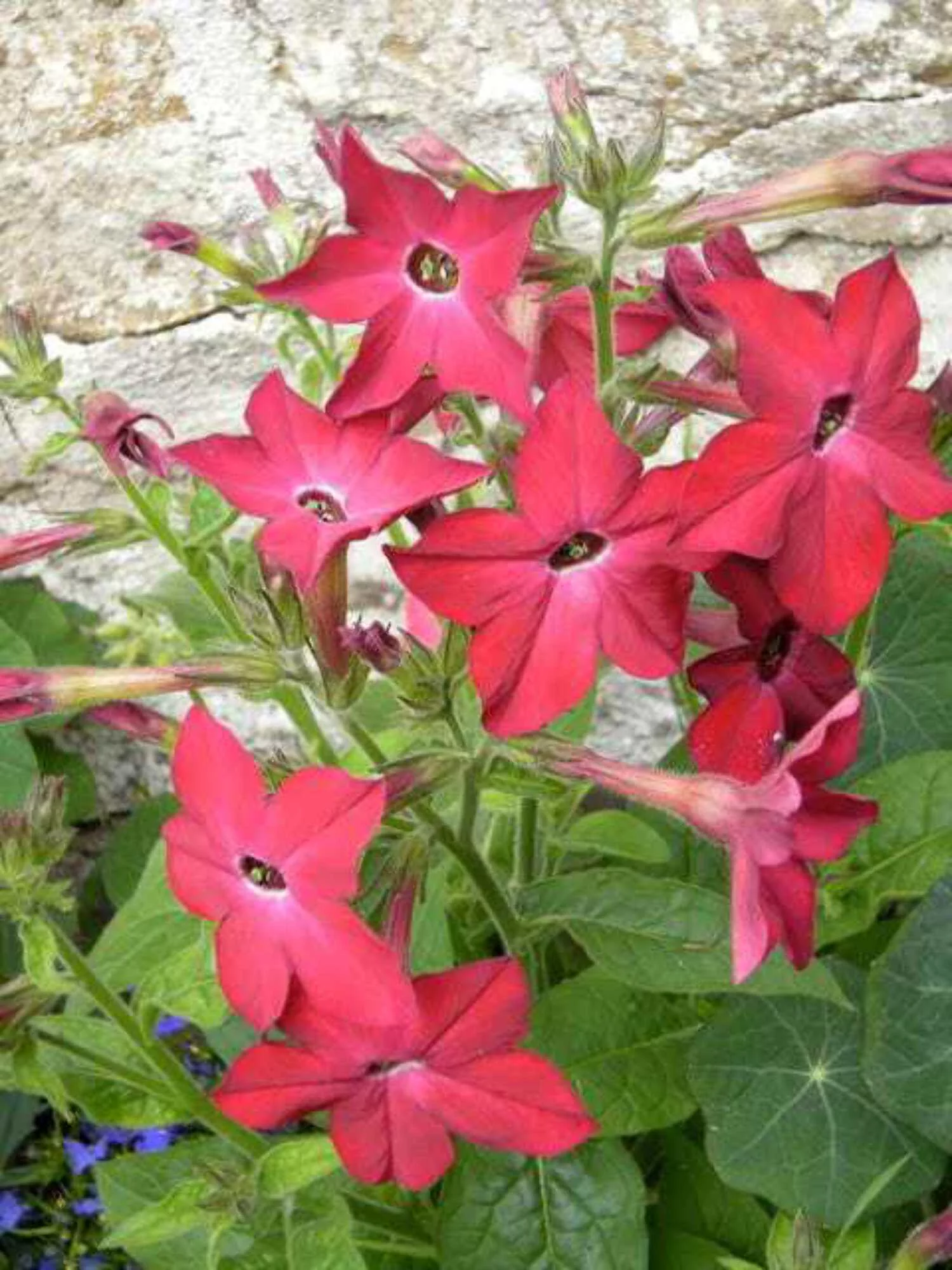 100 Red CRIMSON KING NICOTIANA (Ornamental Flowering Tobacco) Nicotiana Affinis Flower Seeds