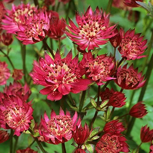 CHUXAY GARDEN Red Astrantia Major-Great Masterwort 20 Seeds Apiaceae Flowering Seeds Herb Perennial Great for Garden Easily Grow