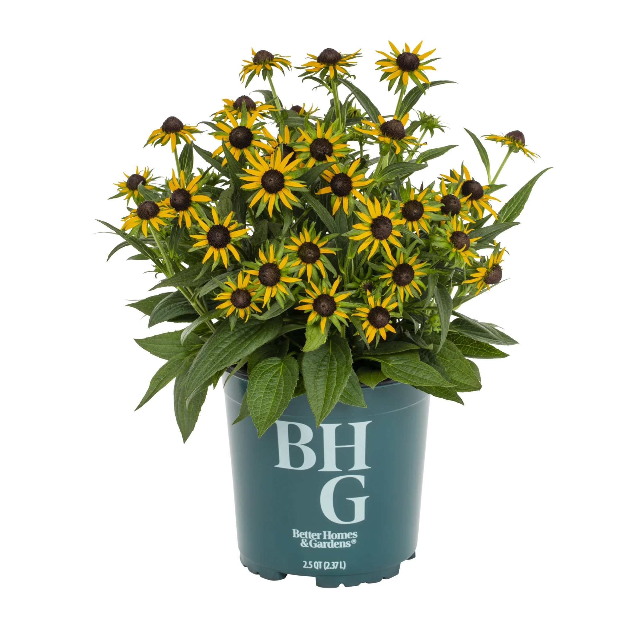 Better Homes & Gardens 2.5QT Yellow Rudbeckia Live Plant Grower Pot Sun