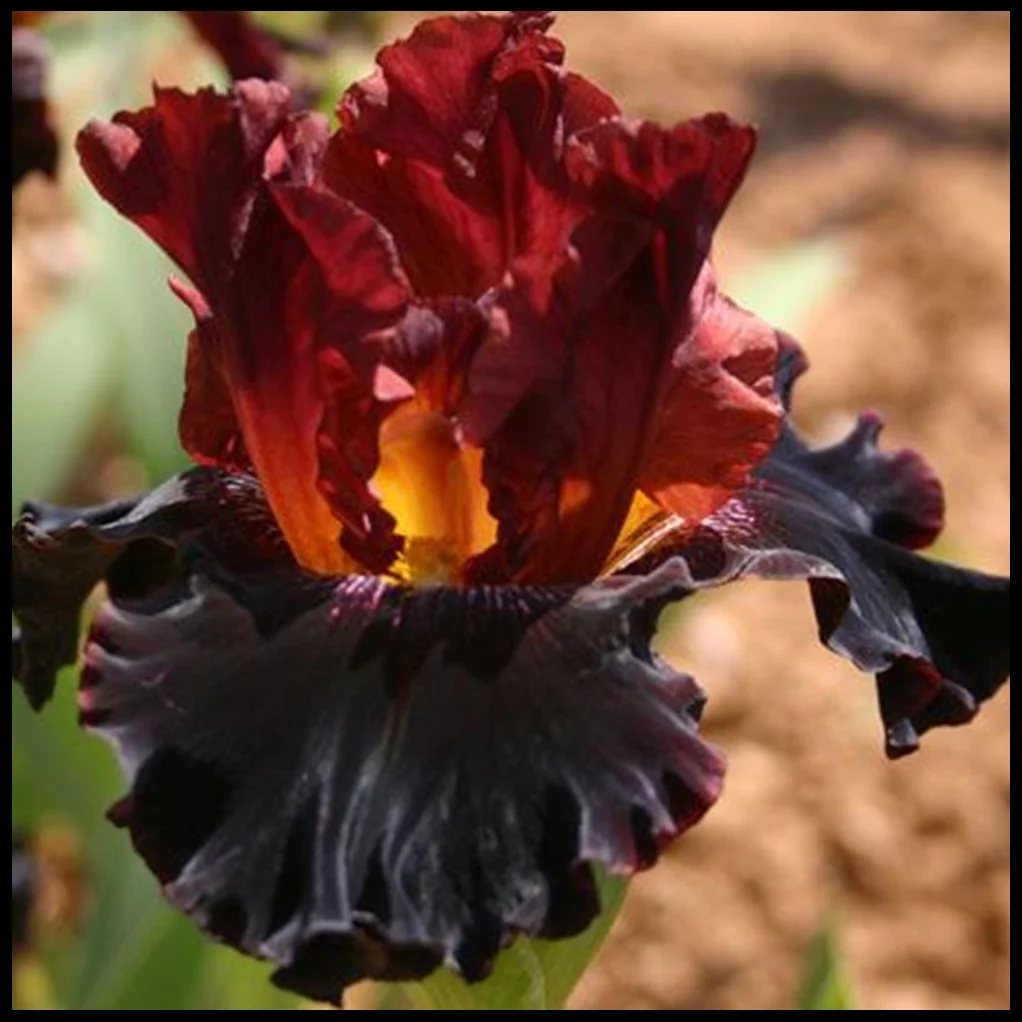 Easy to Plant Perennial / All Night Long Bearded Iris Plant Bulbs | Fragrant Deep Flowers
