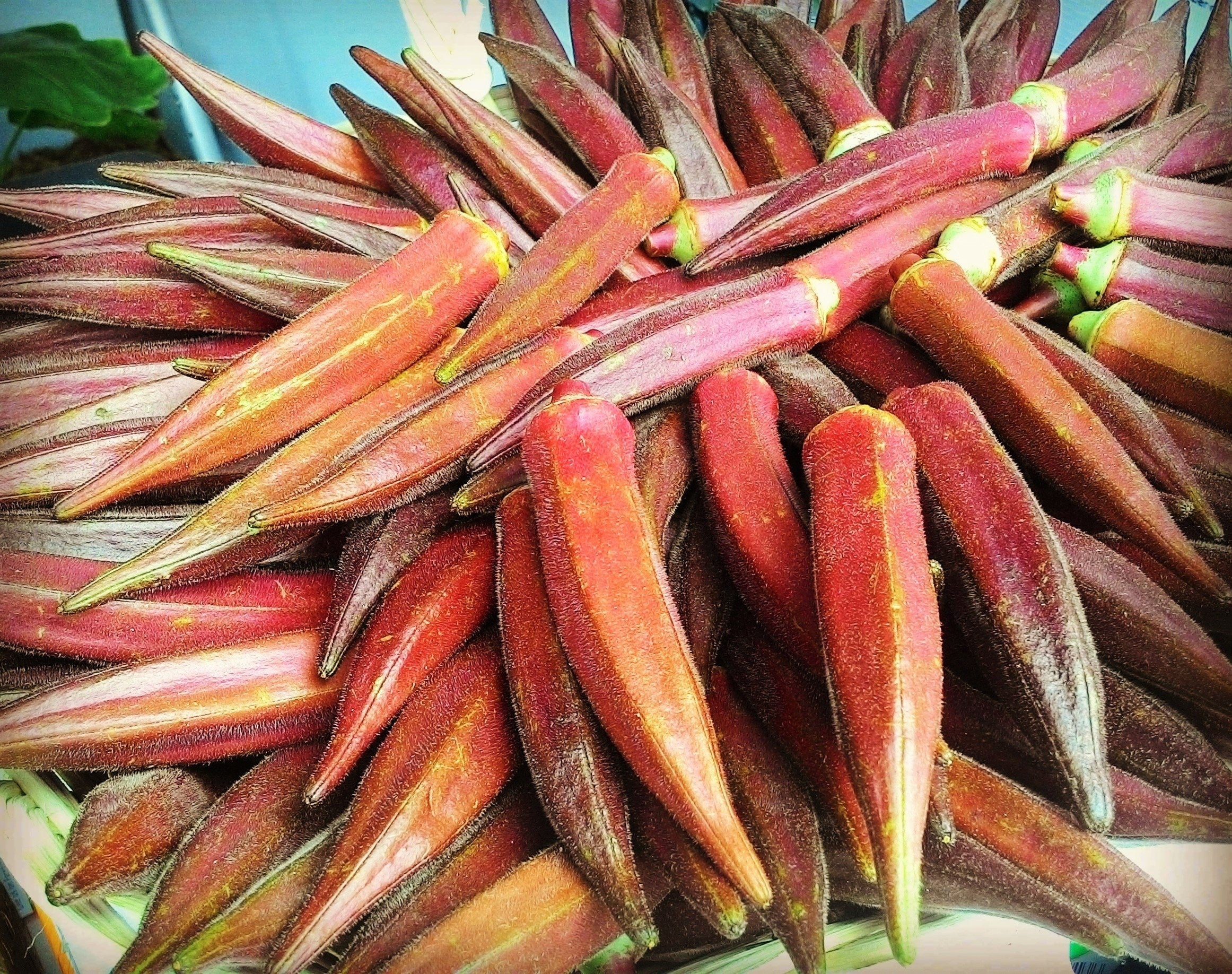 50 JING ORANGE OKRA Abelmoschus Esculentus Yellow & Red Flower Red Orange Vegetable Seeds