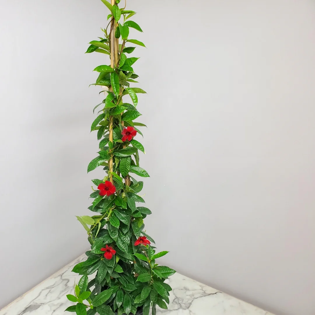 Tropical Plants of Florida 60