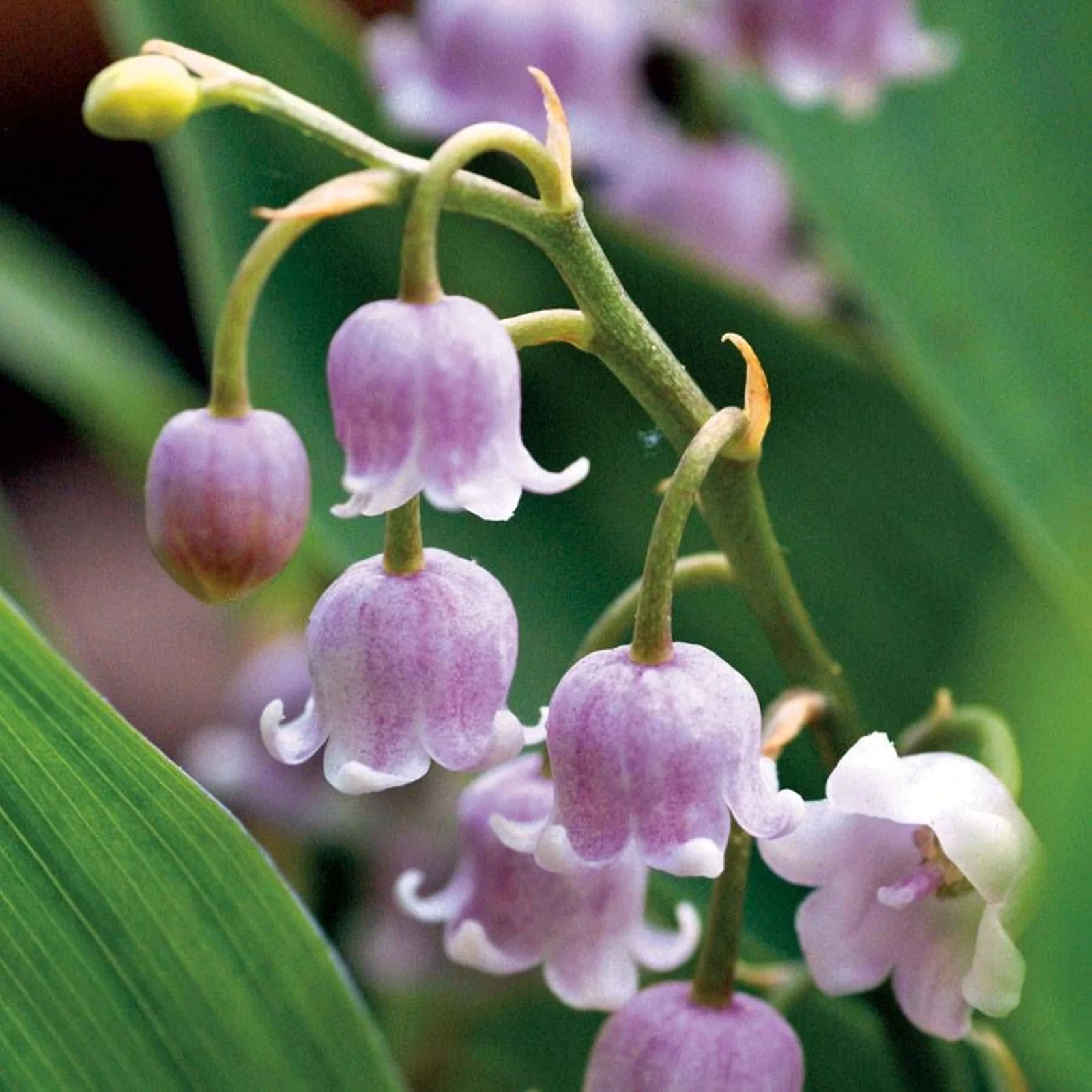 Lily Of The Valley Bulbs, Aromatic Plants ，Lily Of The Valley Plants Live,Potted Plants,Perennial Bulbs,Lily Of The Valley Bulbs For Sale