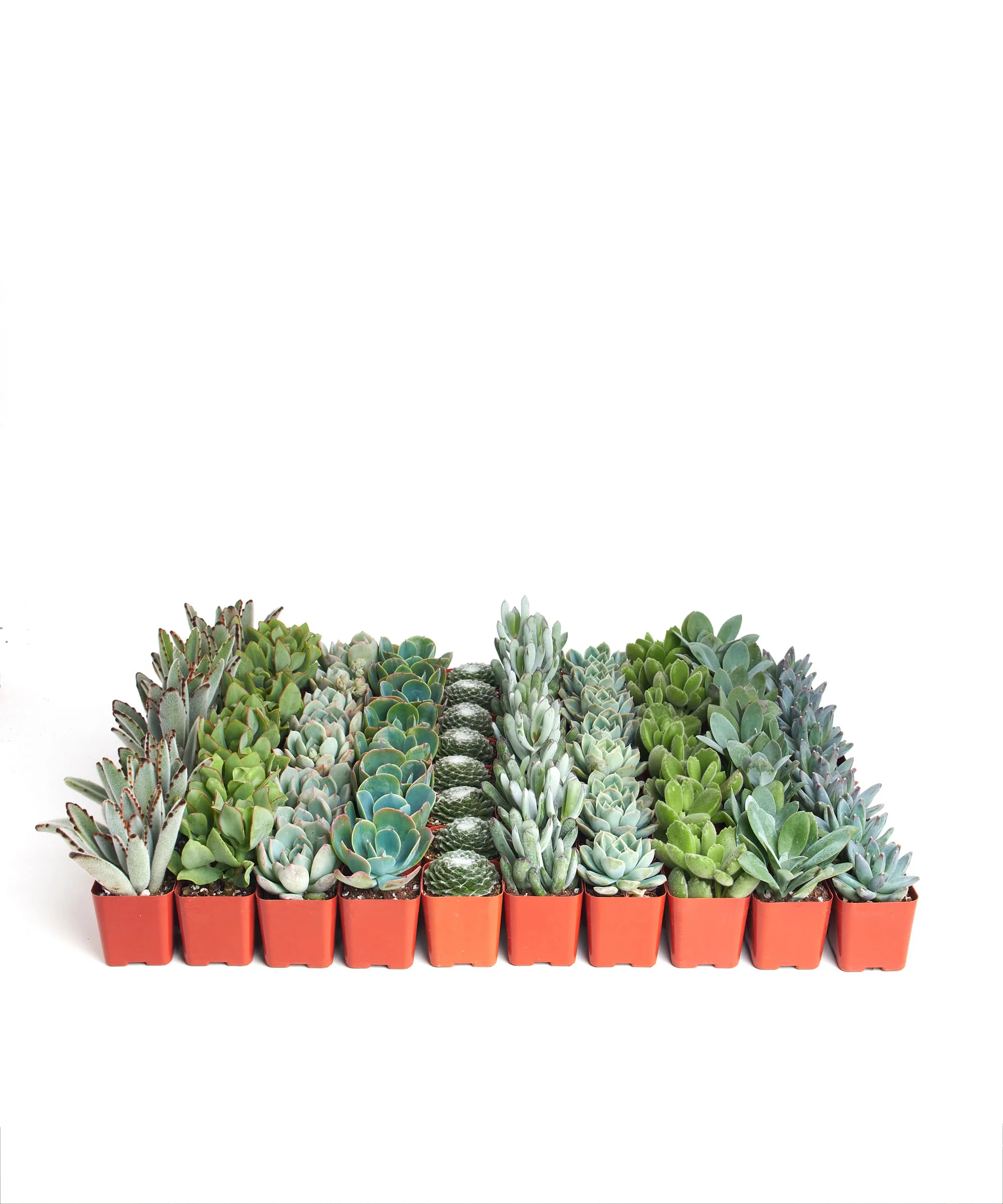 Home Botanicals Blue/Green Collection Succulent (Collection of 128)
