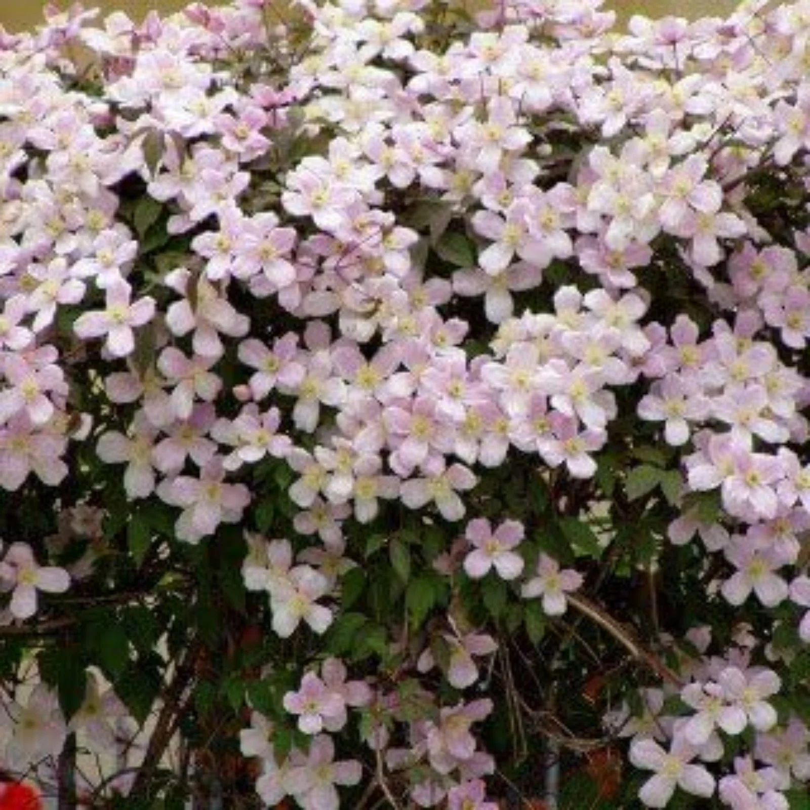 Clematis Bulbs,Clematis Flowers For Planting,Clematis Plants,Pretty,Clematis Root Pot Plants Outdoor,Clematis Vine Plants Live Shade,Clematis Bulbs For Sale.